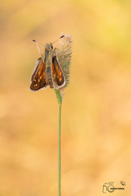Kommafalter (Hesperia comma)
