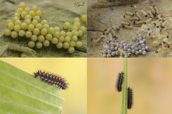 Roter Scheckenfalter (Melitaea didyma)