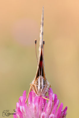 Distelfalter (Vanessa cardui) 