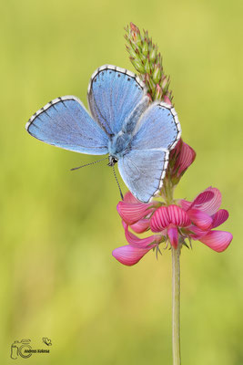 Himmelblauer Bläuling (Polyommatus bellargus)