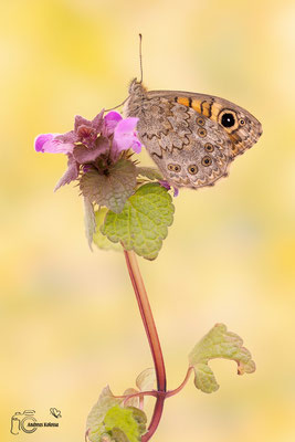 Mauerfuchs (Lasiommata megera)