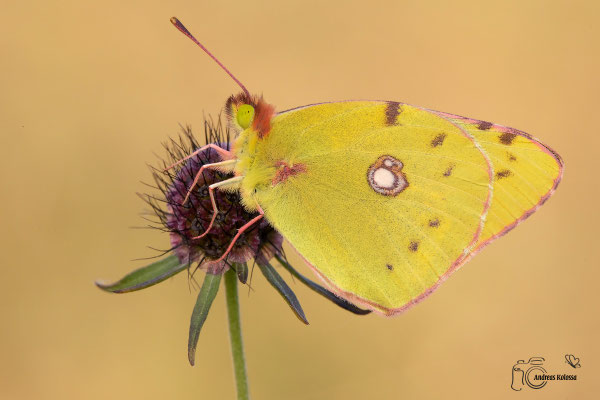 Postillion (Colias croceus)