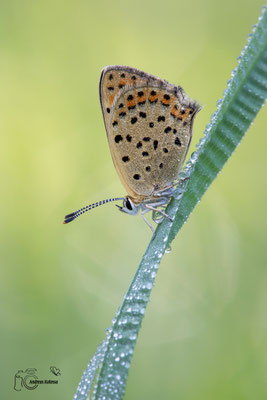 Brauner Feuerfalter (Lycaena tityrus)