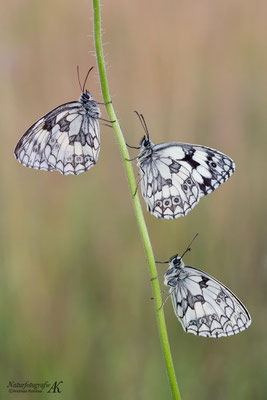 Schachbrettfalter