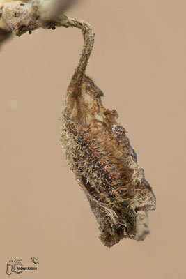 Hibernarium Kleiner Eisvogel (Limenitis camilla)