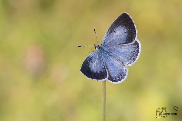 Faulbaum-Bläuling (Celastrina argiolus) 