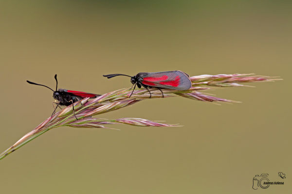 Thymian-Widderchen (Zygaena purpuralis)