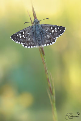 Mehrbrütiger Würfel Dickkopffalter (Pyrgus armoricanus)