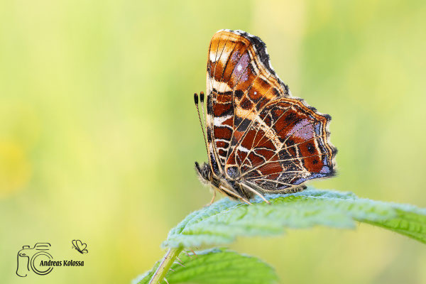 Landkärtchen (Araschnia levana)