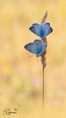 Silbergrüner-Bläuling (Polyommatus coridon)