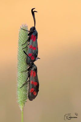 Sechsfleck-Widderchen (Zygaena filipendulae)