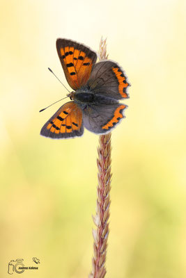 Kleiner Feuerfalter (Lycaena phlaeas)