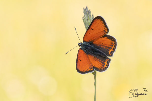 Lilagold Feuerfalter (Lycaena hippothoe)