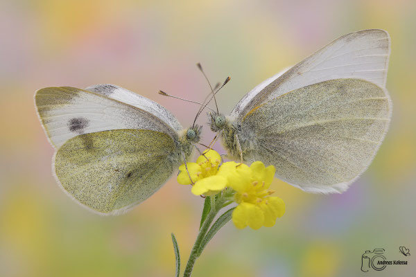 Karstweißling (Pieris mannii)