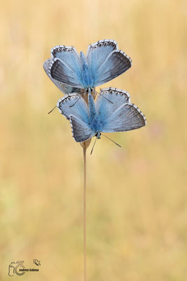 Silbergrüner-Bläuling (Polyommatus coridon)