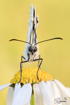Schachbrettfalter (Melanargia galathea) 