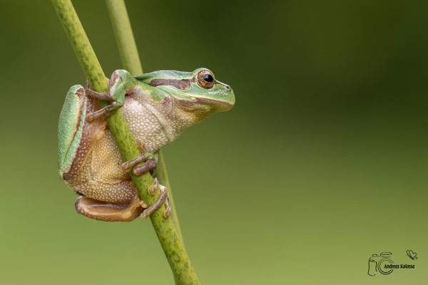 Europäischer Laubfrosch