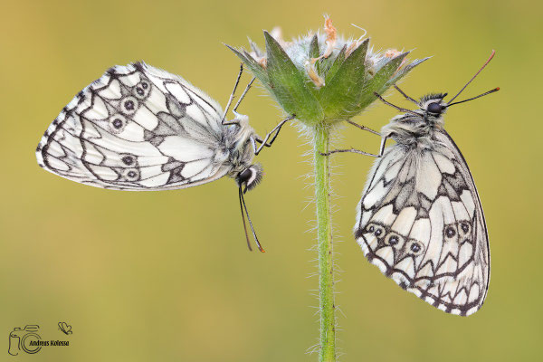 Damenbrett (Melanargia galathea)