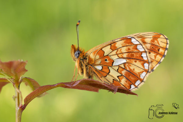 Veilchen Perlmuttfalter (Boloria euphrosyne)
