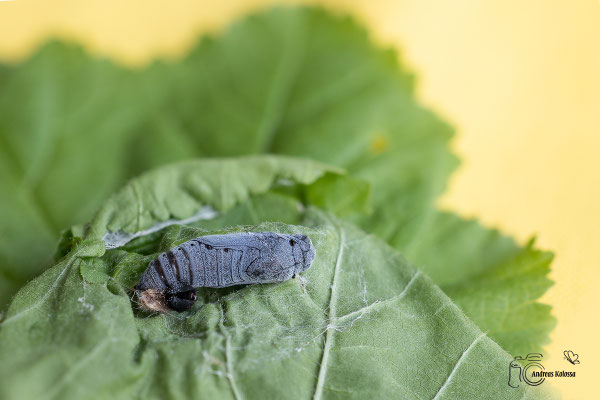 Malven Dickkopffalter (Carcharodus alceae)