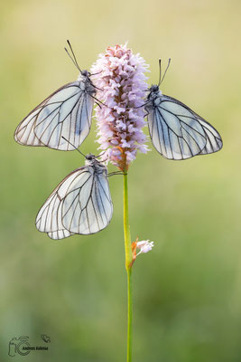 Baumweißling (Aporia crataegi)