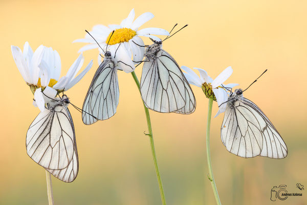 Baumweißling (Aporia crataegi)