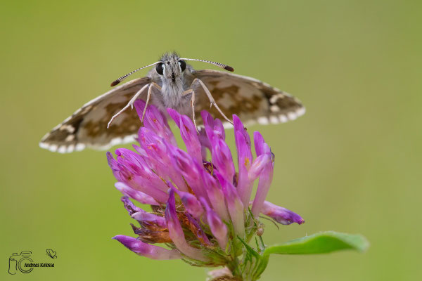 Steppenheiden Würfel Dickkopffalter (Pyrgus carthami)