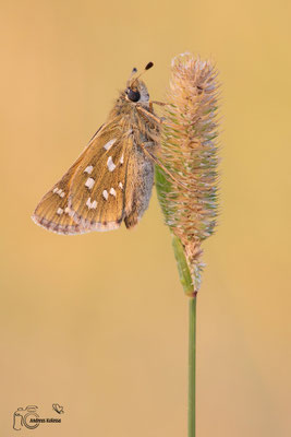 Kommafalter (Hesperia comma)