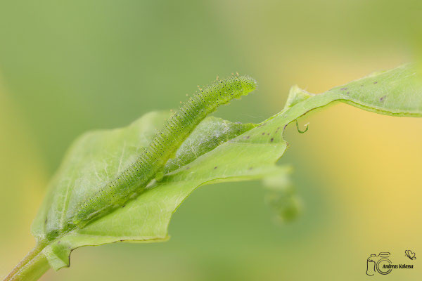 Raupe Zitronenfalter (Gonepteryx rhamni)