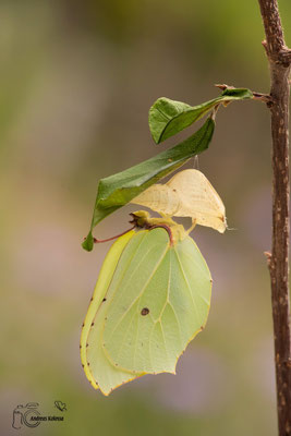 Zitronenfalter (Gonepteryx rhamni)