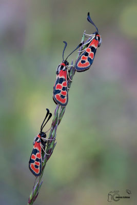 Bergkronwicken-Widderchen (Zygaena fausta)