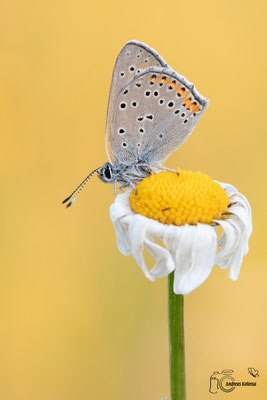 Lilagold Feuerfalter (Lycaena hippothoe)