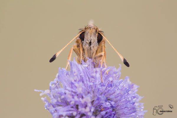 Roter Würfel Dickkopffalter (Spialia sertorius)