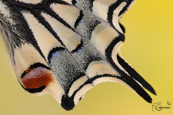 Schwalbenschwanz (Papilio machaon)