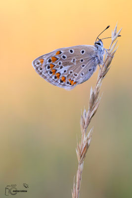 Hauhechelbläuling (Polyommatus icarus) 