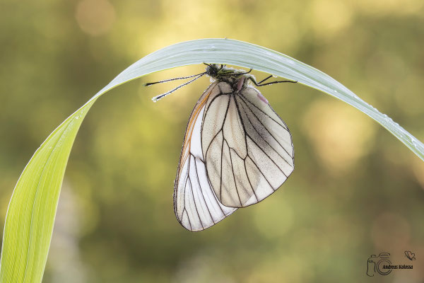 Baumweißling (Aporia crataegi)
