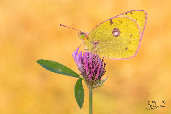 Hufeisenklee-Gelbling (Colias alfacariensis)
