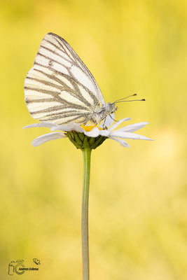 Grünader Weißling (Pieris napi)