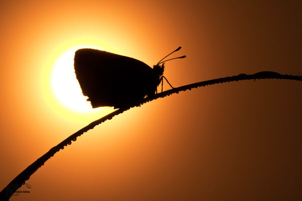 Bläuling im Sonnenaufgang