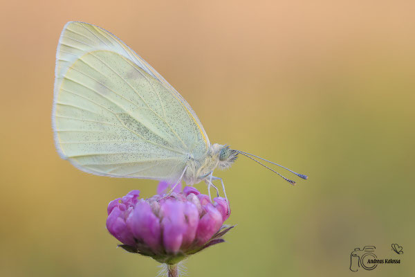 Kleiner Kohlweißling (Pieris rapae)