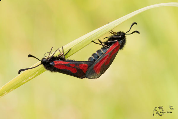 Thymian-Widderchen (Zygaena purpuralis)