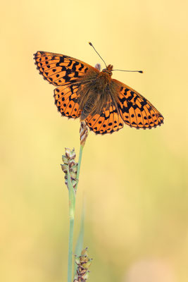  Hochmoor-Perlmuttfalter (Boloria aquilonaris)