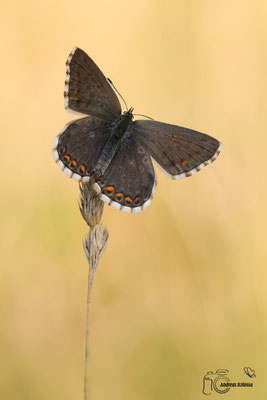 Silbergrüner-Bläuling (Polyommatus coridon)