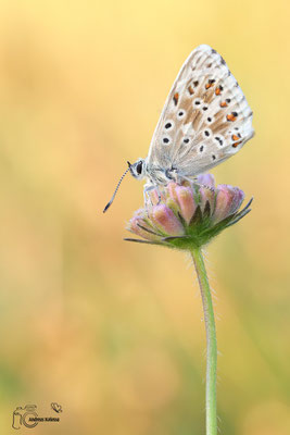 Sibergrüner Bläuling (Lysandra coridon