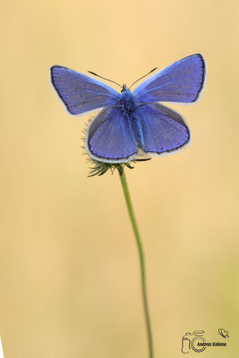 Hauhechel-Bläuling (Polyommatus icarus)