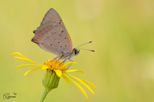 Kleiner Feuerfalter (Lycaena phlaeas)