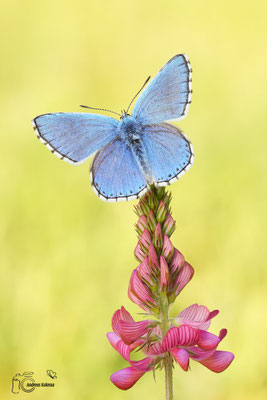 Himmelblauer Bläuling (Polyommatus bellargus)