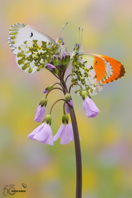 Aurorafalter (Anthocharis cardamines)