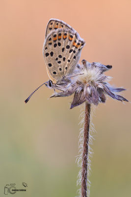 Brauner Feuerfalter (Lycaena tityrus)