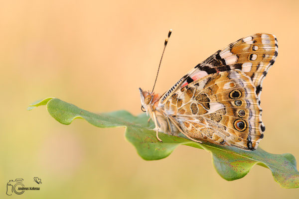 Distelfalter (Vanessa cardui)